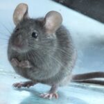 Ratón Doméstico