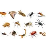 Insectos Voladores y Rastreros